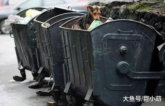 做一条流浪狗有多难? 为了能在城市里生存, 它们都学会了这些技能