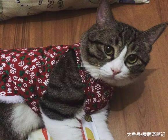 猫咪偷吃东西被网友教育之后, 就在她床上拉粑粑, 这猫报复心好重