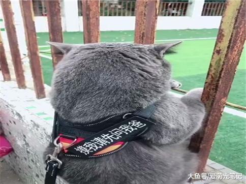蓝猫冒着被球砸中的风险, 都要来球场看比赛, 网友: 国足的希望啊