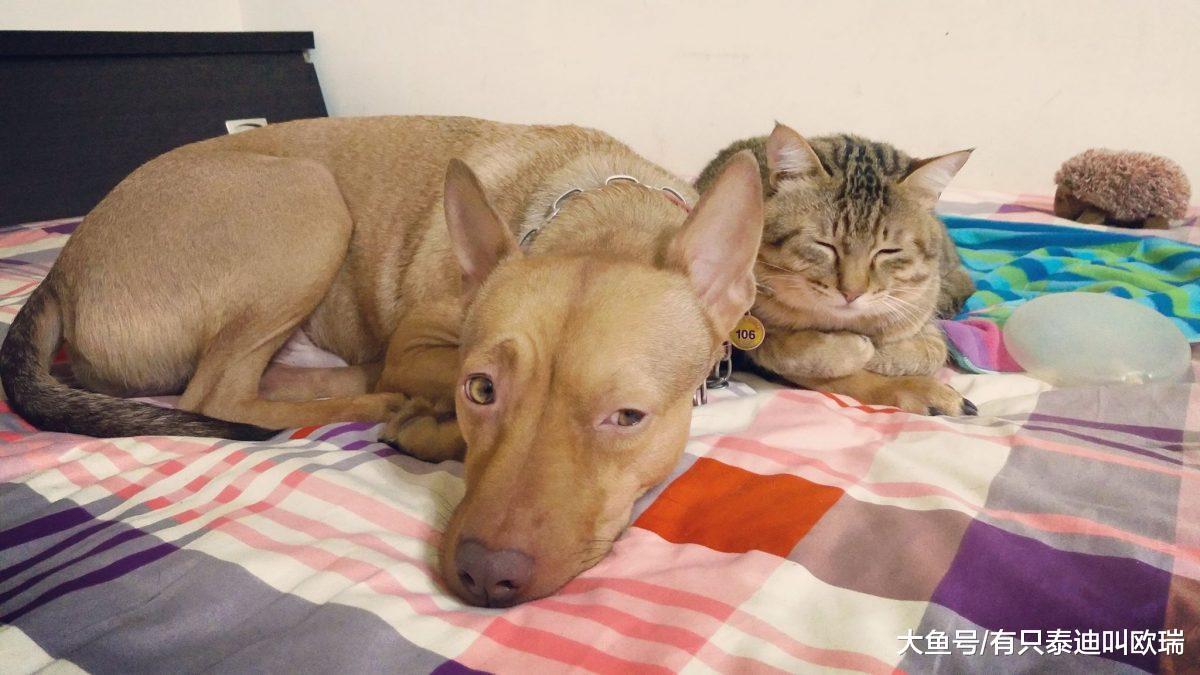 塞奶猫咪火力全开狂蹭狗哥哥投降伸手抱抱粉丝全融化