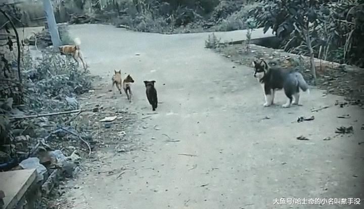 把狗狗带回老家, 却发现家里的土狗躲着它走, 长的太吓狗了?
