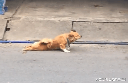 一只“残疾”狗狗在路上乞讨, 网友丢了食物, 结果他却懵了