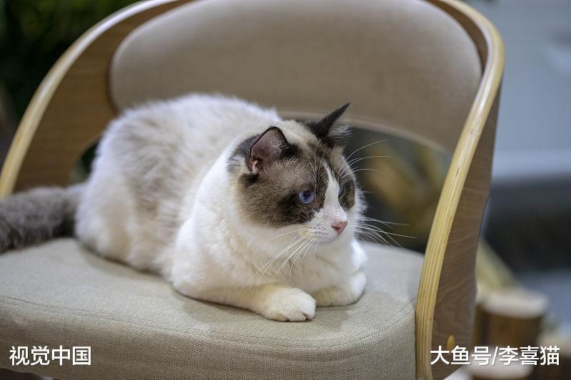 猫咪真的养不熟吗? 可别甩锅了, 猫咪是否亲人完全取决于铲屎官