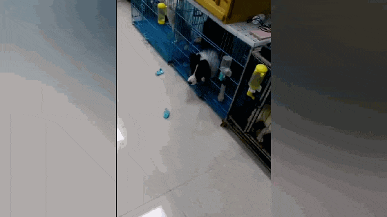 边牧被放宠物店寄养, 一顿饭功夫拆坏铁笼, 店老板: 想想就后怕…