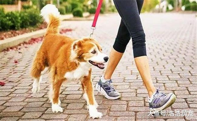 出远门狗狗没法安排? 做好下面5个准备, 你就可以带它出远门