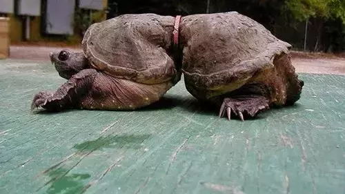 海龟■人类到底有多作孽? 一组图看清人类多么残忍