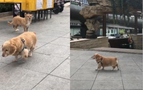 柯基被金毛祸害了, 生了一只“小短腿”, 没想到很多人慕名来看