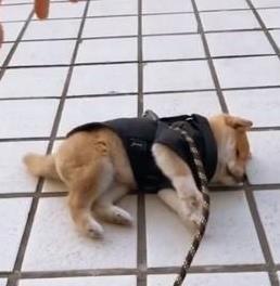 小柴犬陪主人表演中弹慢动作倒下, 表情太逼真, 网友: 比人还聪明