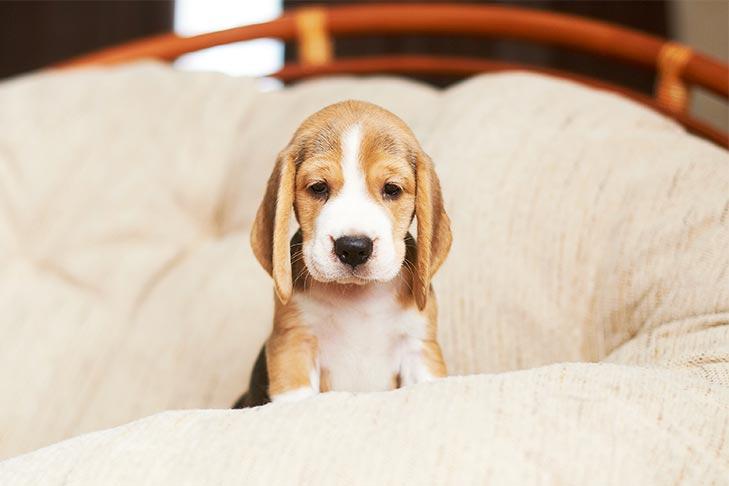 英国政府再出新法律, 为终结宠物虐待, 明年将提议禁售年幼猫狗