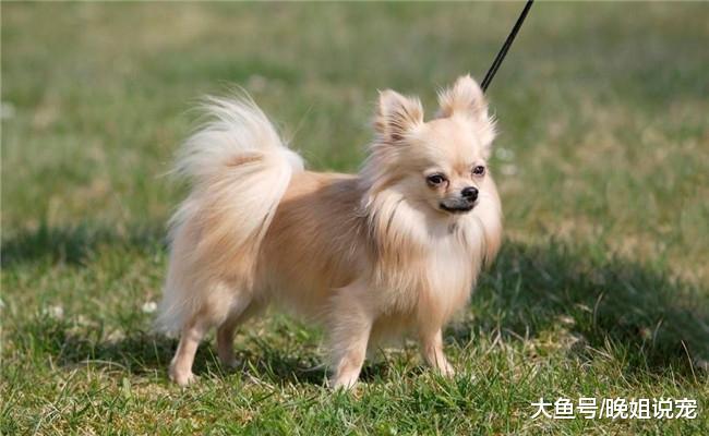 下面五种狗狗不适合有孩子的养, 博美在内, 第四种会把孩子当猎物