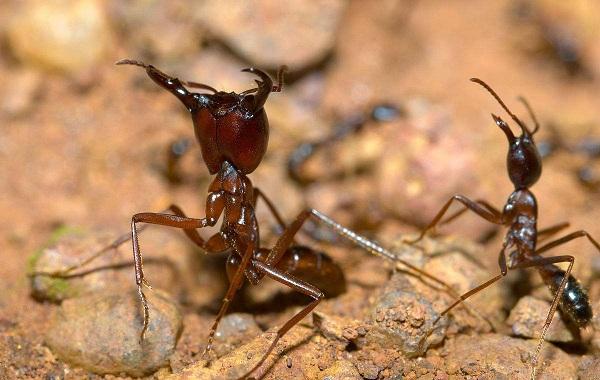 世界上什么蚂蚁最厉害, 最厉害的蚂蚁排行