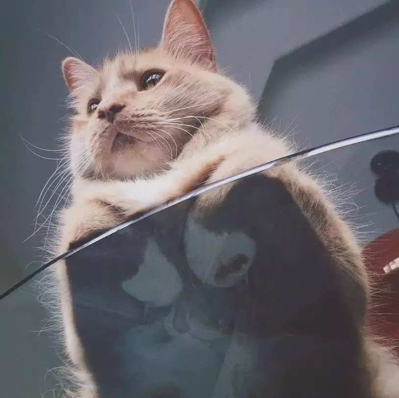 坐在玻璃上的猫咪们, 看完心情都好了