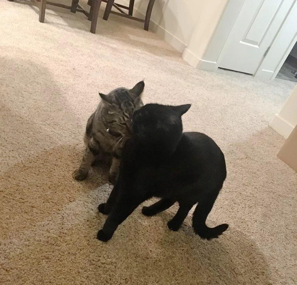 加州大火中走失的两只猫咪终与主人团聚, 这就是圣诞节奇迹吧!