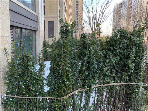 绿城十年高端楼盘, 实地探盘