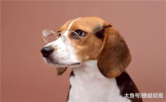 都说养狗难, 你每个月在狗身上花多少钱? 网友: 买的起狗养不起!