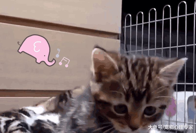 猫咪走丢后再次找到, 众人纷纷感慨: 胖成这样都能认出在下服了