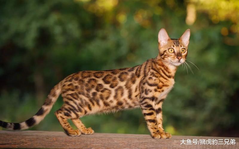 这种猫科动物外形十分漂亮, 恰恰因为漂亮, 曾被国人大肆捕杀
