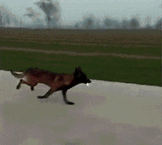 忠诚狗狗大盘点! 以下这6种狗狗, 可以拿命回报你!