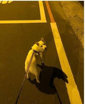 白柴1个多月没见邮递员, 重逢时兴奋狂扑凹凹撒娇: 等你好久