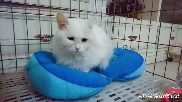 女孩晒出一只找领养的流浪猫, 网友: 这颜值, 丝毫不比品种猫差啊