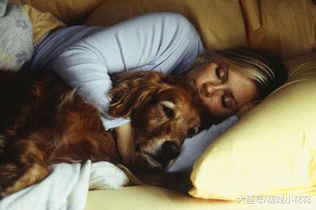 狗狗呕吐狗粮, 精神好是什么原因?