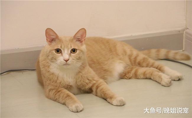 下面五种猫咪你喜欢哪一个? 第一个亲人, 第三个对孩子有耐心