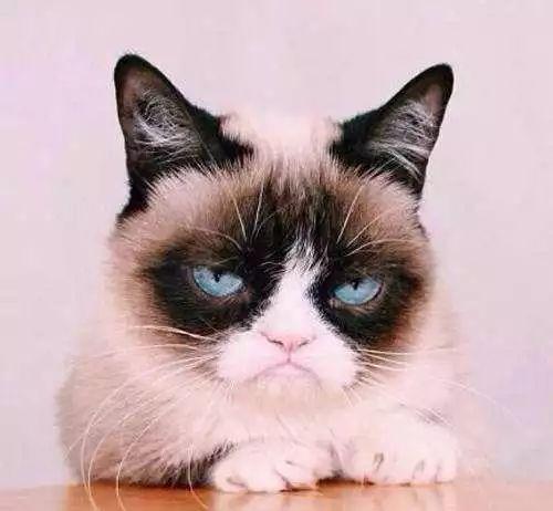 一只会摆臭脸的大橘猫, 网友: 此猫不红天理难容!