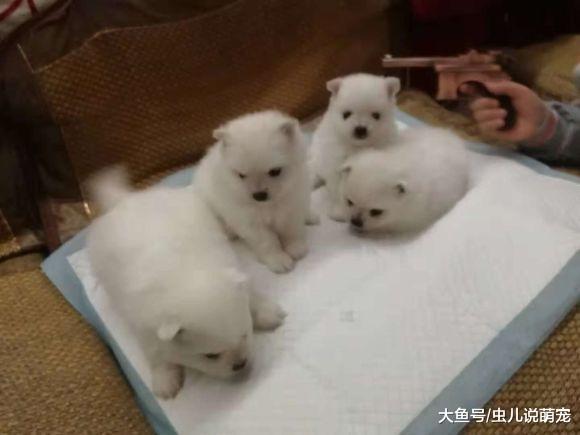 刚出生一个月的博美, 网友: 这么可爱, 送我一只吧!