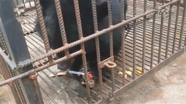 老奶奶捡到流浪动物后细心照顾, 长大后发现是黑熊, 无奈将其送走