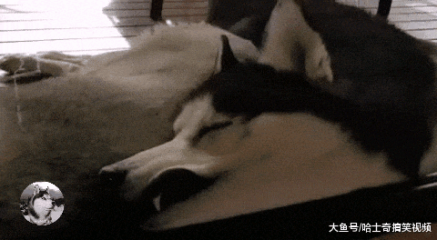 主人回家看到二哈睡姿, 结果笑翻了, 网友: 还会害羞呢?