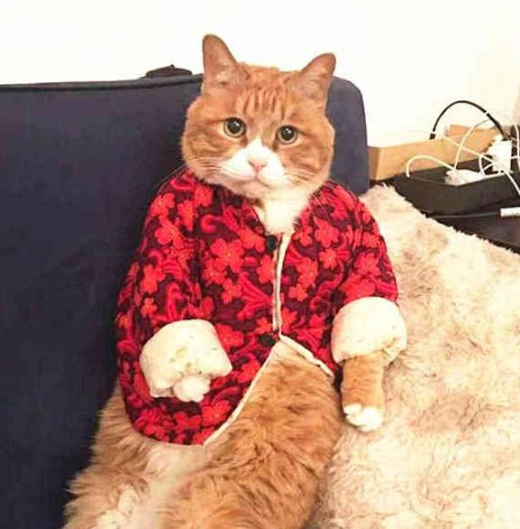 给猫咪做了件新衣服, 猫咪穿上之后大佬范儿十足