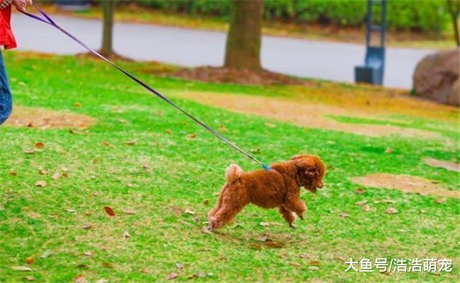 泰迪不是什么人都能养的, 下面5种人就不适合, 不然伤狗又害己