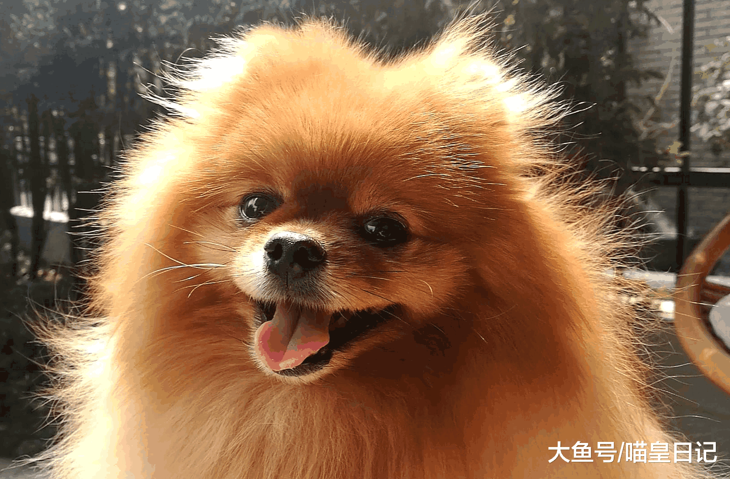 自己的鞋子总是莫名其妙被狗啃? 你了解你家狗狗的这种行为吗?