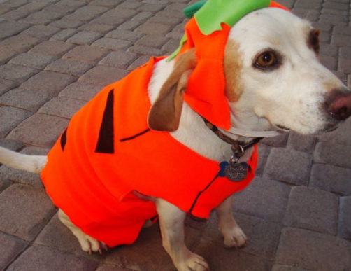 金毛: 我奶奶给我穿了条打底裤, 哈士奇: 我也是