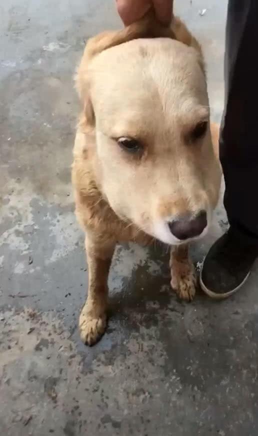 狗站在门口, 主人看着不对劲, 走近瞧清楚后, 抱着狗立马往医院跑