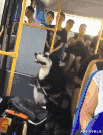 宠主带阿拉斯加坐公交车, 阿拉成为全车的焦点, 太可爱了