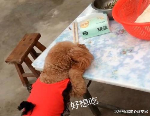 主人正在吃饭, 一抬头, 看到泰迪的姿势饭差点喷了