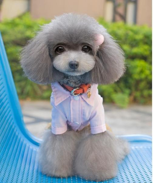 泰迪好养吗? 得知它的那些缺点之后网友直呼: 幸好没养!