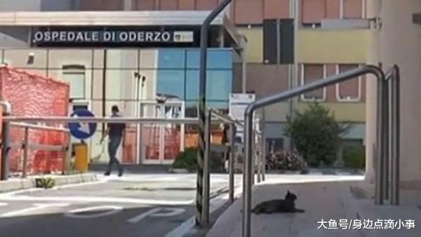 猫咪版“忠犬八公”坚持守在医院门口, 只为等待已经离世的主人