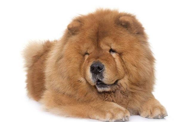 松狮犬的5大缺点, 难怪那么少人养!