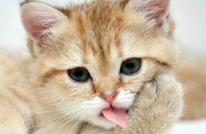 别人家的猫咪温柔可人, 我家的猫咪手撕铲屎官, 网友: 心疼自己