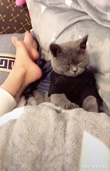 蓝猫一边打瞌睡, 还要一边给主人按摩, 网友: 全网混的最惨的喵!