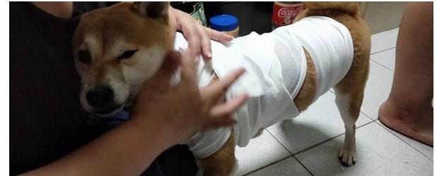 柴犬全身包扎趴地引同情, 下秒却转头吐舌甜笑! 网友: 还我眼泪