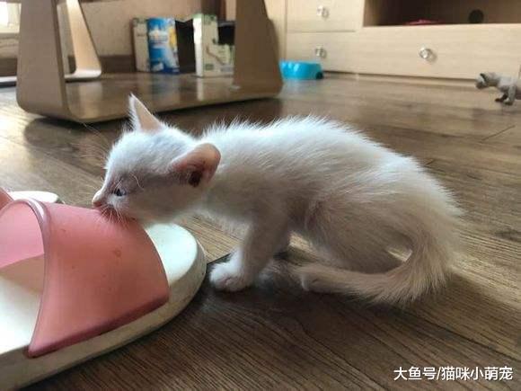 这些猫咪竟然吃生姜、玉米、红辣椒! 还有什么是他们不敢吃的!