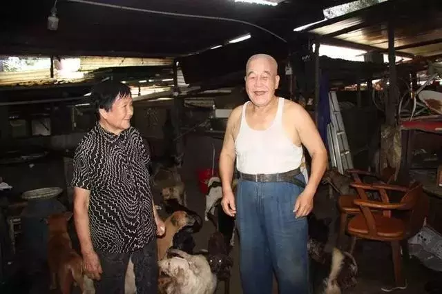 七旬老人为救猫狗, 低头求人, 辛酸救助看哭众人...
