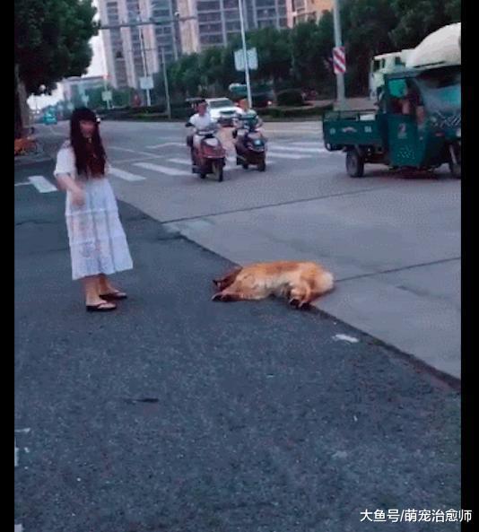 金毛累了就躺在了马路上, 女主人好不容易把它拉到路边, 太危险!