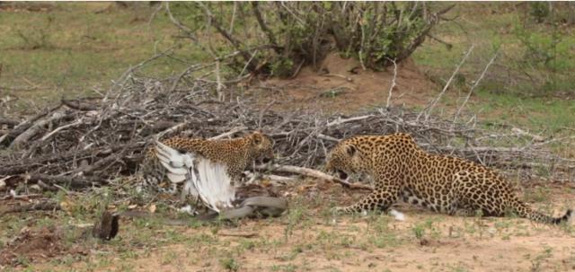 实拍老鹰与黑曼巴蛇混战, 结果却被花豹母子渔翁得利!