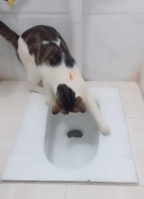 又是别人家的猫猫? 不仅蹲坑还要主人帮冲水!