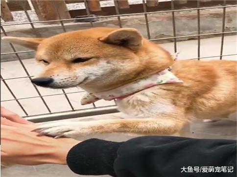 主人假装要打狗狗, 当姐姐的柴犬赶紧过来阻止, 网友: 有姐姐真好