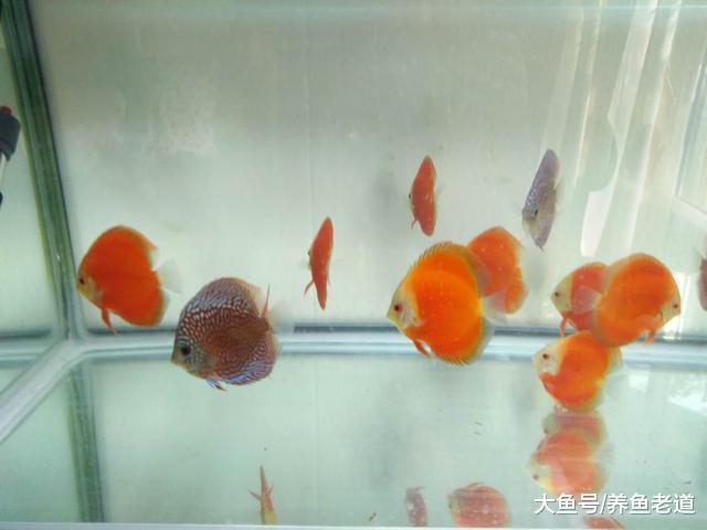 我购买的观赏鱼购买之前已经消毒了, 为什么到家还会得病?